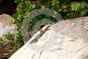 Lizard