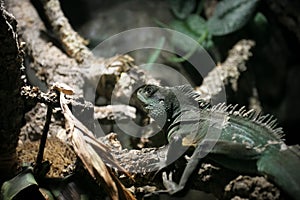 Lagarto 