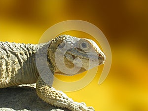 Lizard photo