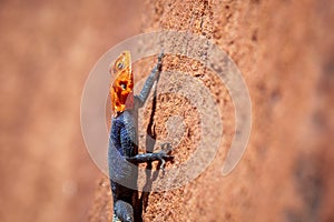 Lizard in Africa