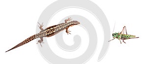 Lizard against locust isolated on white background