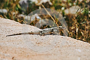 Lizard agama Hardun on a rock