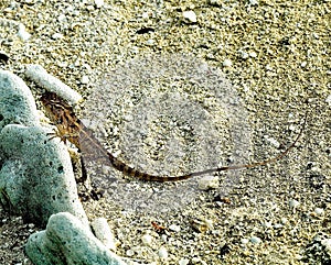 Lizard Agama on Stone