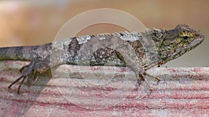 Lizard Agamid Garden Lizard Basking Closeup Detail