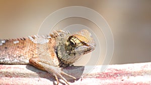 Lizard Agamid Garden Lizard Basking Closeup Detail