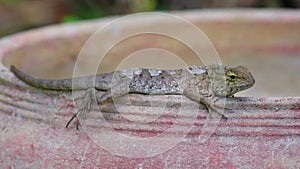 Lizard Agamid Garden Lizard Basking Closeup Detail