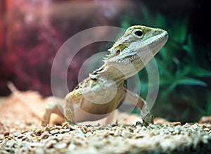 Lizard Agamidae close up