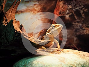 Lizard Agamidae head at stone close up