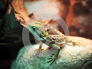 Lizard Agamidae spiral at stone close-up