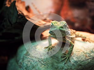 Lizard Agamidae spiral at stone close-up looking at camera v