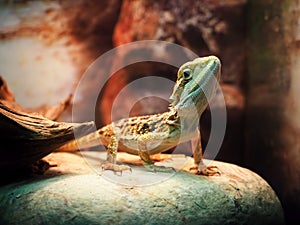 Lizard Agamidae at stone close up