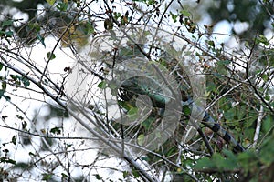 Lizard in the Amazon jungle, chameleon hidden in the sand