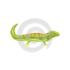 Lizard, amphibian animal cartoon vector Illustration