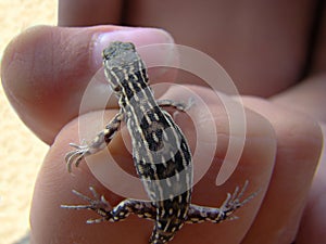 Lizard amphibian lizard on hand