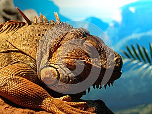 lizard ancient photo