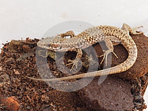 Lizard animal of class Reptilia reptiles photo