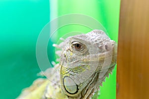 Lizard animal reptile wild closeup iguana wildlife tropical color, from nature dragon from old for urban water, ragon