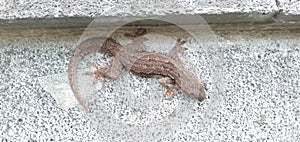 Lizard animal wildlife with stone background