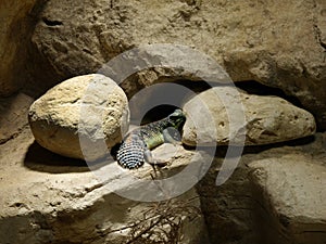 Lizard in an Aquarium in Berlin Germany