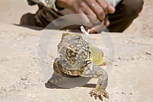 Lizard as a pet, Morocco
