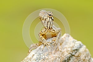 Lizard from Asia, Calotes calotes, Green Garden Lizard, with beautiful yellow background. Wildlife scene from Asia Nature. Summer