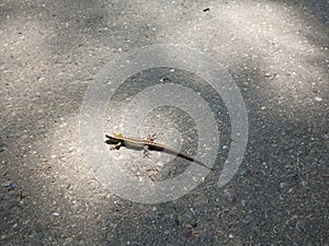 Lizard on the asphalt road