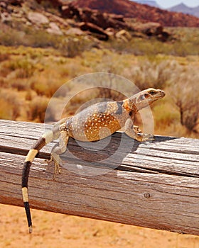 Lizard basking in the desert sun