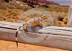 Lizard basking in the desert sun