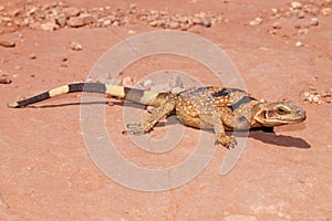 Lizard basking in the desert sun