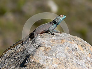 Lizard basking on a rock