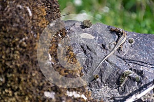 Lizard basking on a rock