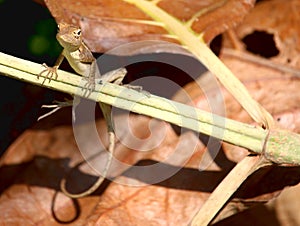 Lizard basking in sun