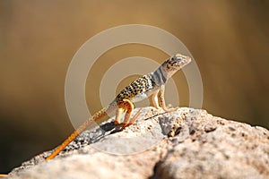 Lizard Basking in the Sun