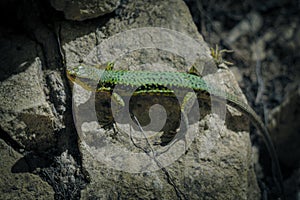 Lizard basking in the sun.