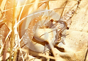 Lizard basking in the sun