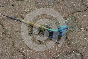 a lizard that is laying down on the ground in the sun