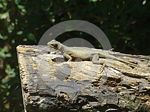 lizard basking in the sun on a log photo