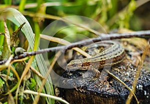 Lizard basking in the sun