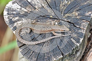 Lizard basking in the sun, lying