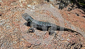 Lizard basking in sun in Paso Robles Central California USA during early spring