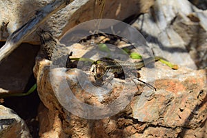 Lizard basking in the sun on a rock