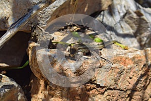 Lizard basking in the sun on a rock