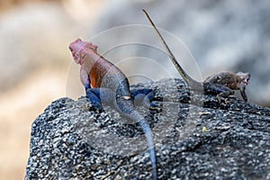 lizard basking in the sun in serengeti national park