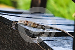Lizard basking on a wooden bridge