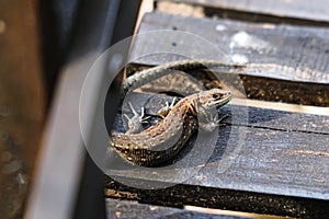 Lizard basking on a wooden bridge