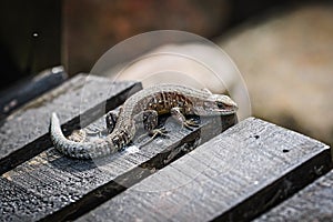 Lizard basking on a wooden bridge