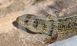 The lizard basks in the bright warm sun in spring