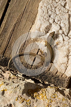 lizard lacertian stone