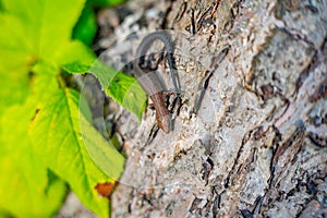 A lizard basks in the sun, suborder of reptiles from the order scaly.