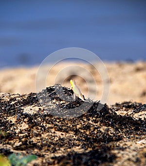 Lizard at the beach